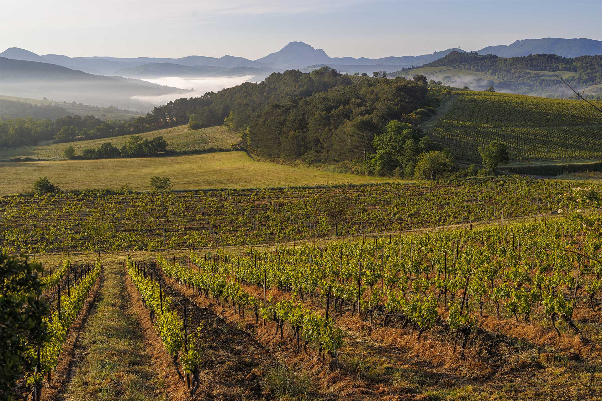 Limoux